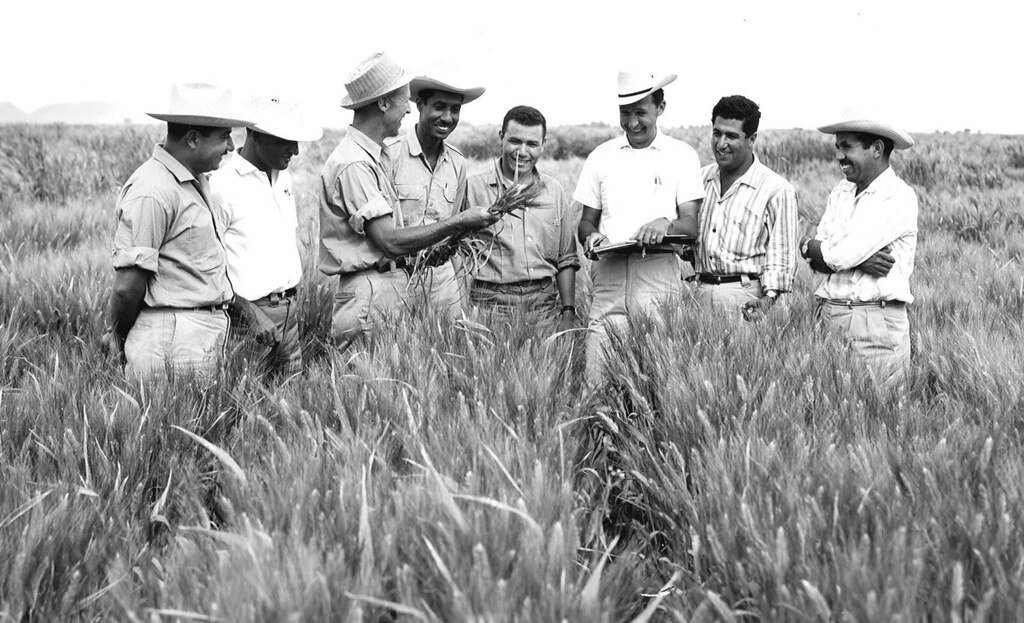 Dr. Norman Borlaug in wheat yield